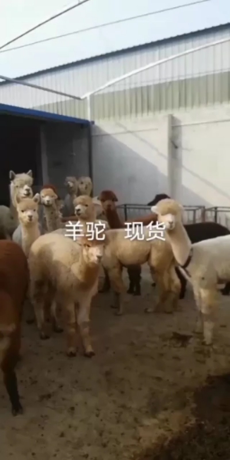 宠物羊驼品相好高雅美观养殖基地一手货源