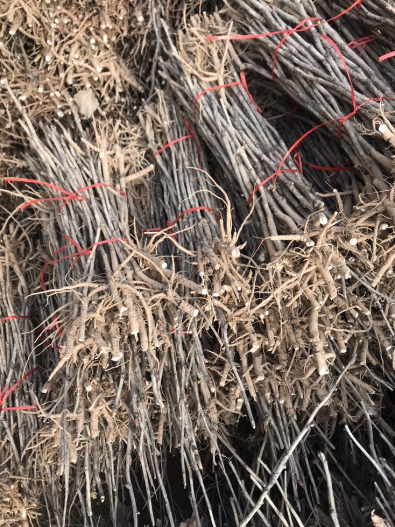 1-3年牡丹苗可供观赏可药用产地亳州