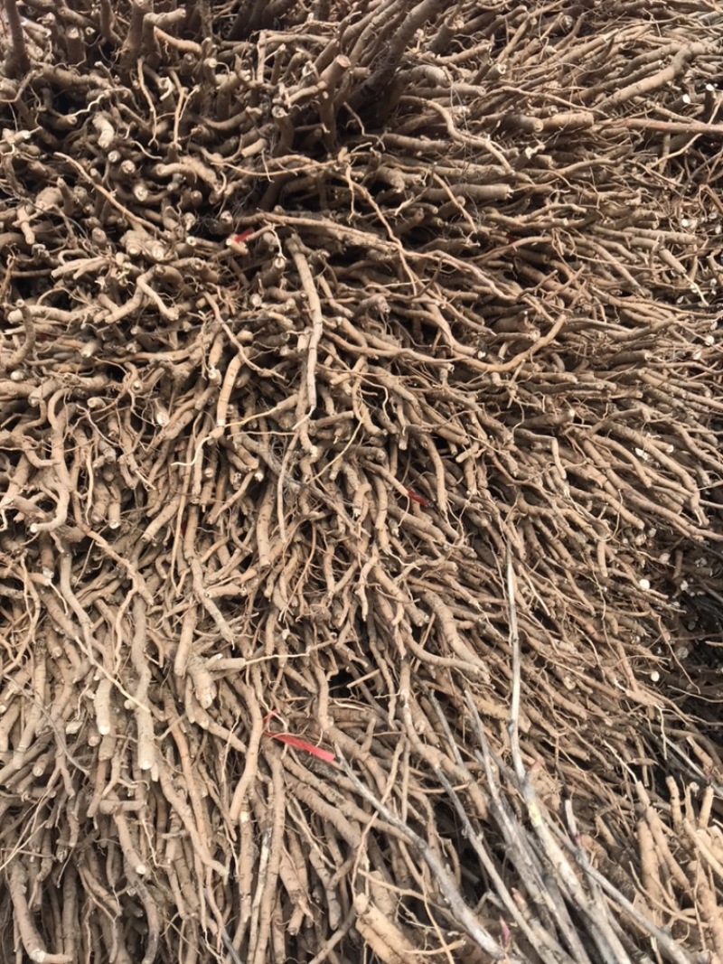 1-3年牡丹苗可供观赏可药用产地亳州