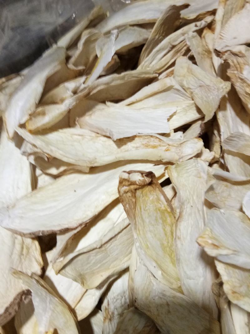 杏鲍菇大量批发量大从优保质保量欢迎各位老板来店选购
