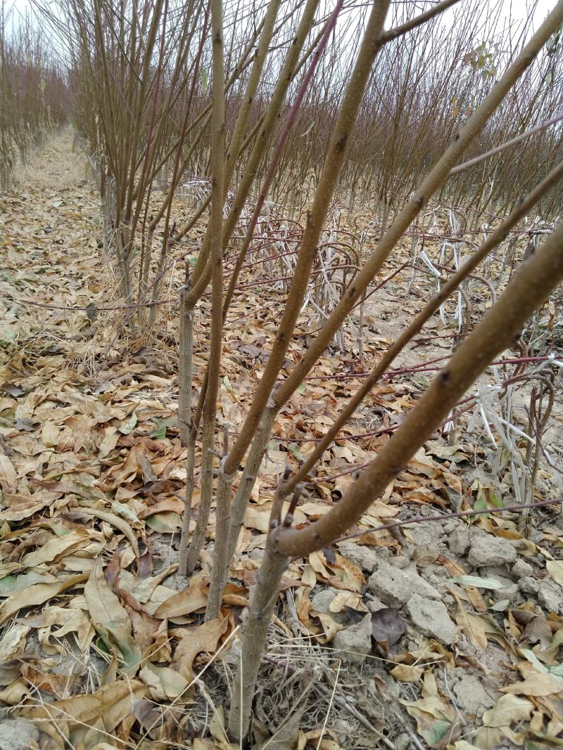 嫁接成品桃树苗水蜜桃大久保河南周口桃树苗规格齐全