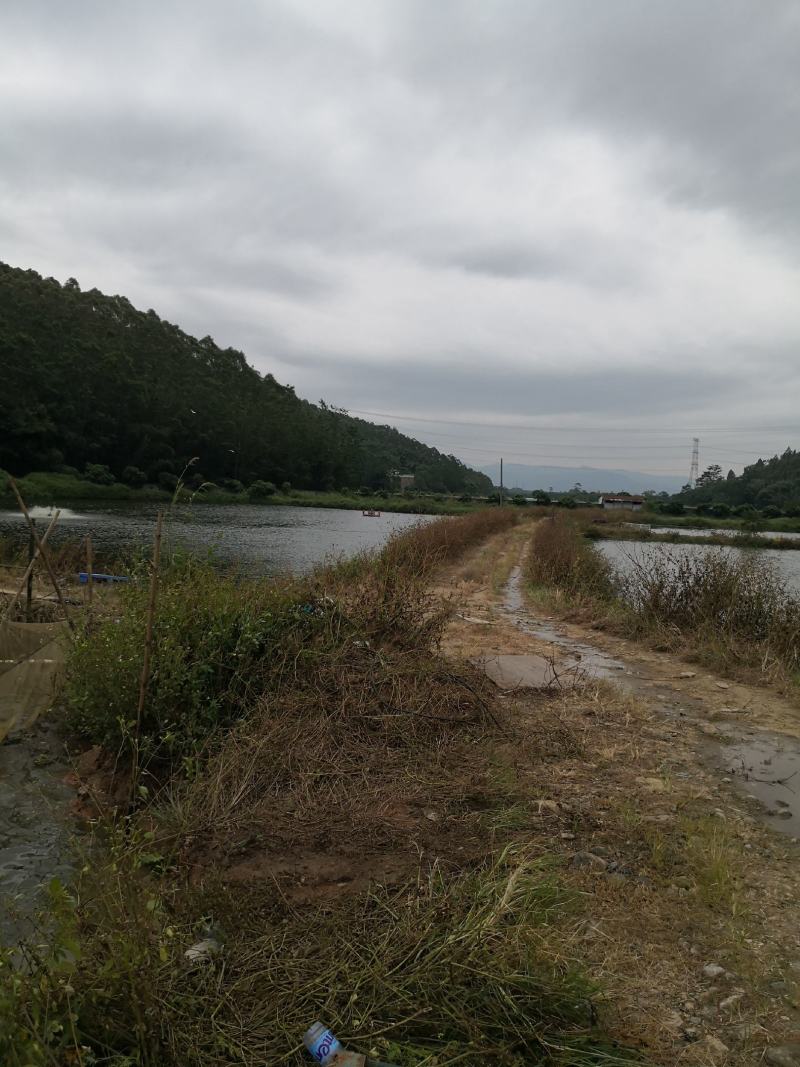 加洲鲈鱼苗，优鲈三号，产地直销、送货上门