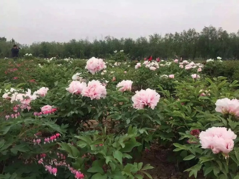 1-3年牡丹苗可供观赏可药用产地亳州
