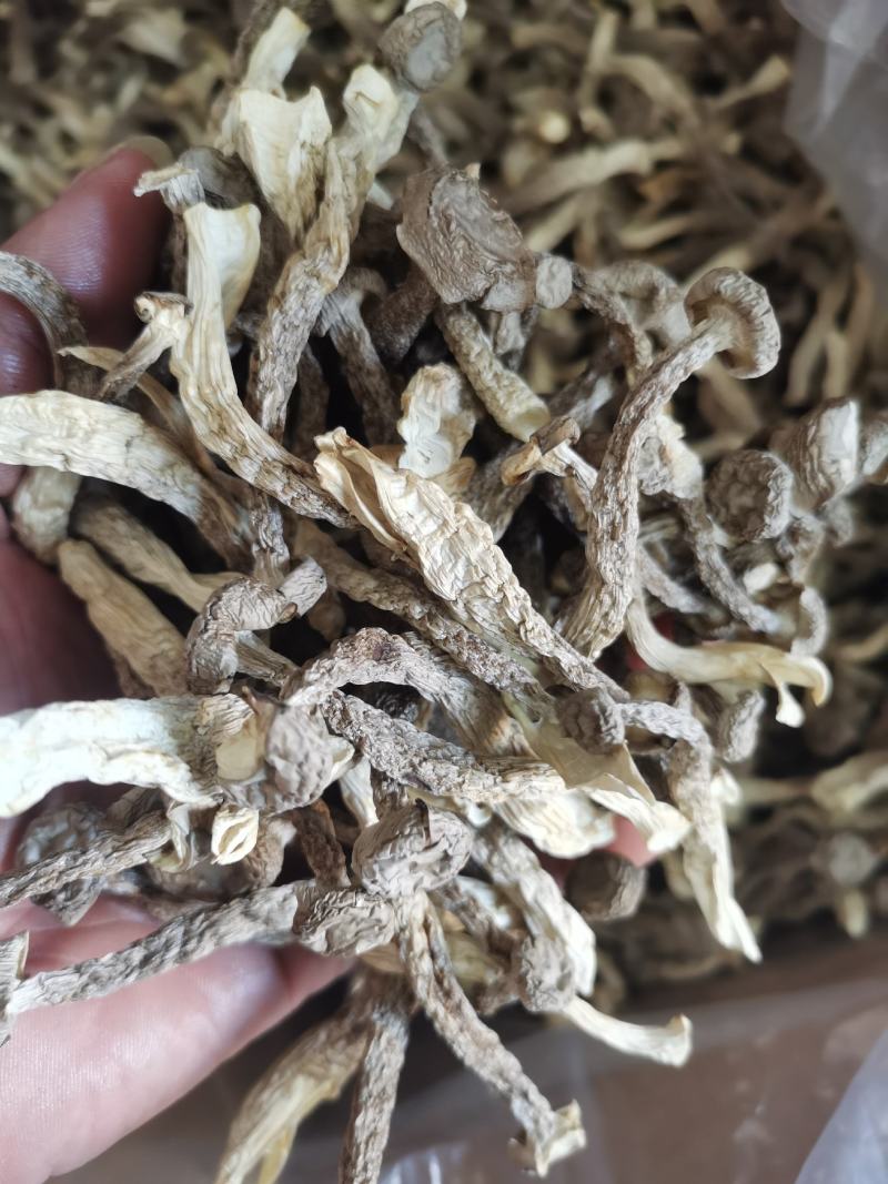 优质的鹿茸大量批发，欢迎来店选购各种规格都有，量大从优
