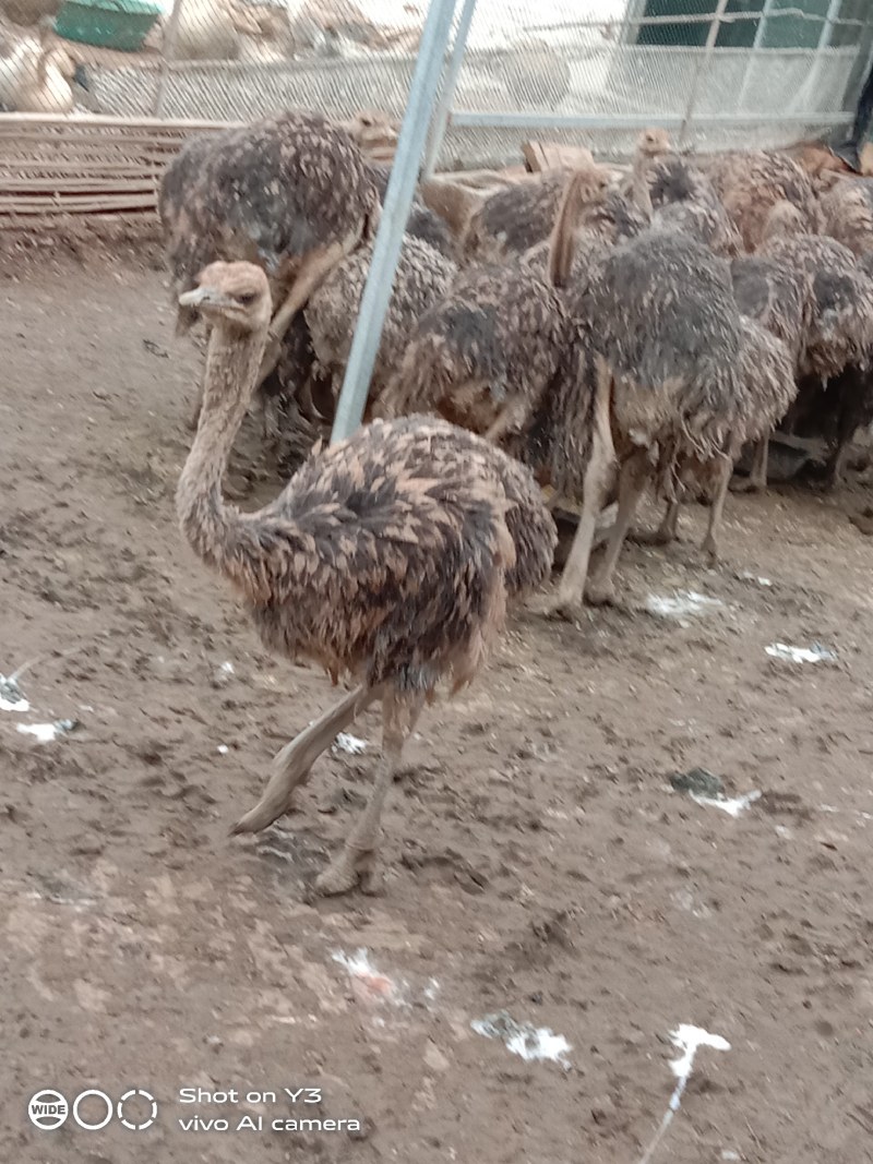 鸵鸟苗养殖基地一手货源大量现货