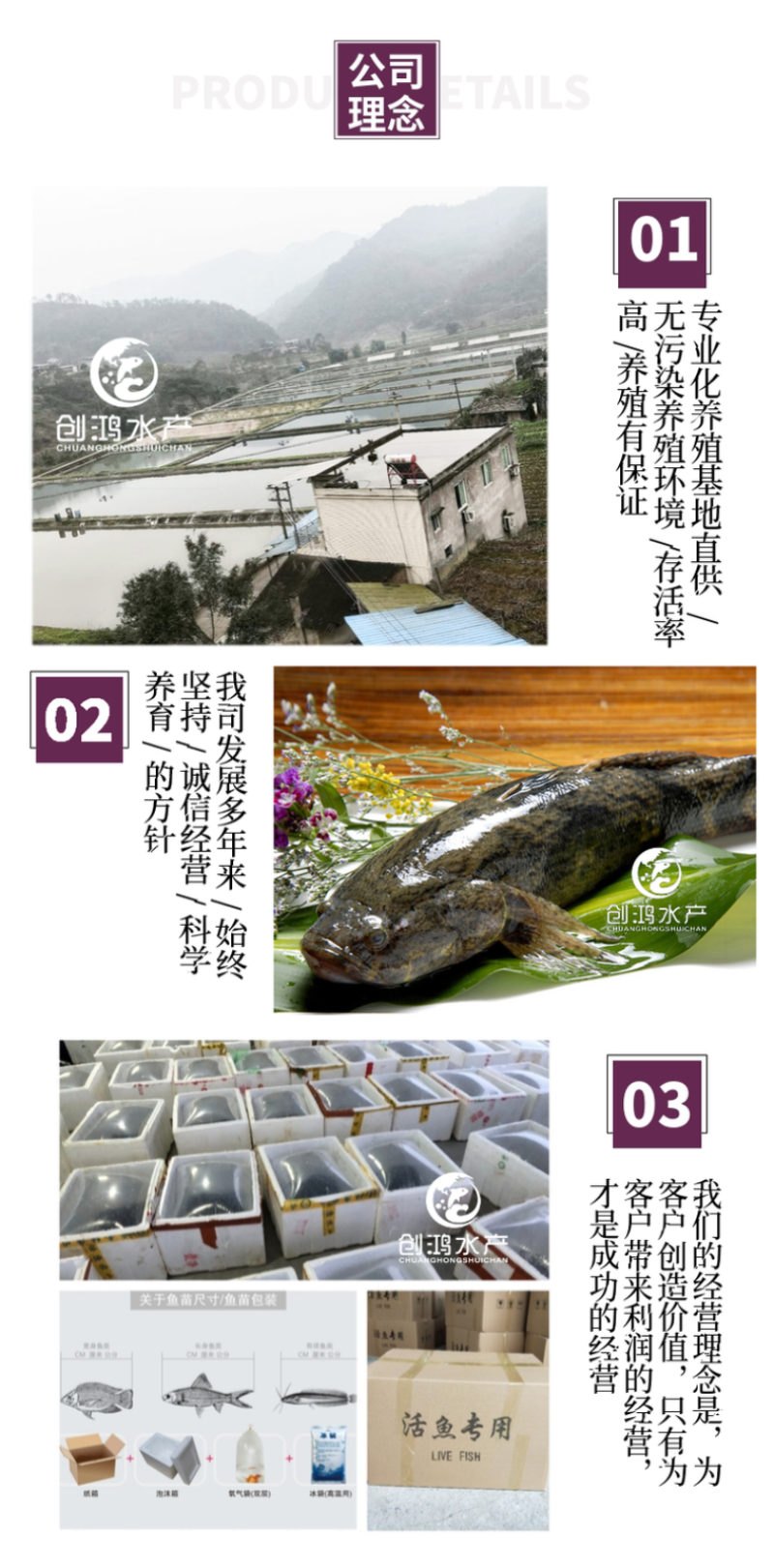 【基地直销】泰国笋壳鱼苗云斑尖塘鳢淡水养殖