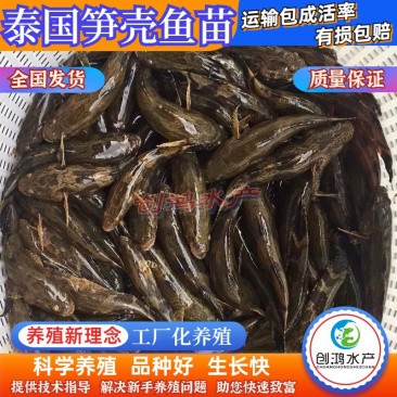 优质笋壳鱼苗泰国笋壳鱼苗杂交笋壳鱼苗淡水养殖