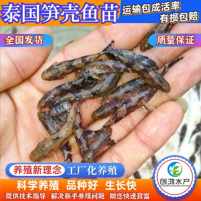 【淡水鱼苗】泰国笋壳鱼苗杂交笋壳鱼苗云斑尖塘鳢