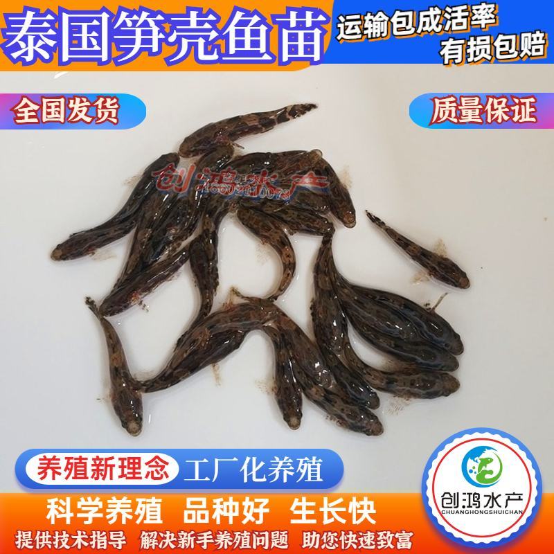 【淡水鱼苗】泰国笋壳鱼苗杂交笋壳鱼苗云斑尖塘鳢