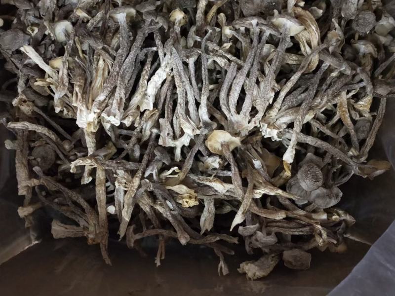 【优质】古田鹿茸菇大量批发，欢迎广大老板们来店选购