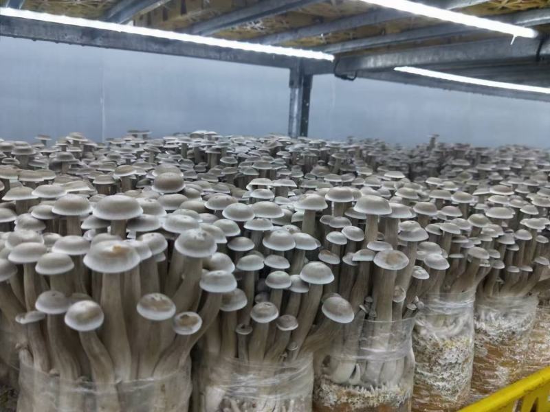 优质的鹿茸大量批发，欢迎来店选购各种规格都有，量大从优