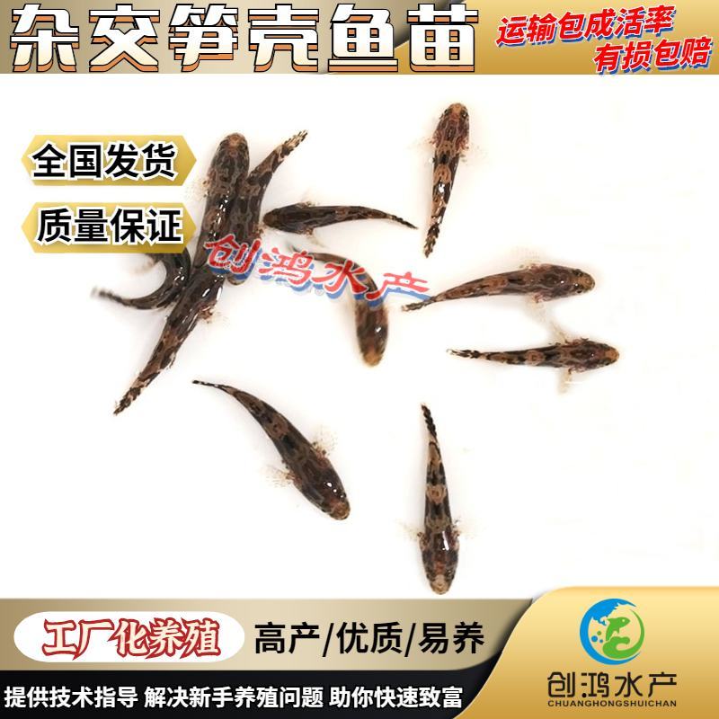 【基地直销】泰国笋壳鱼苗云斑尖塘鳢淡水养殖