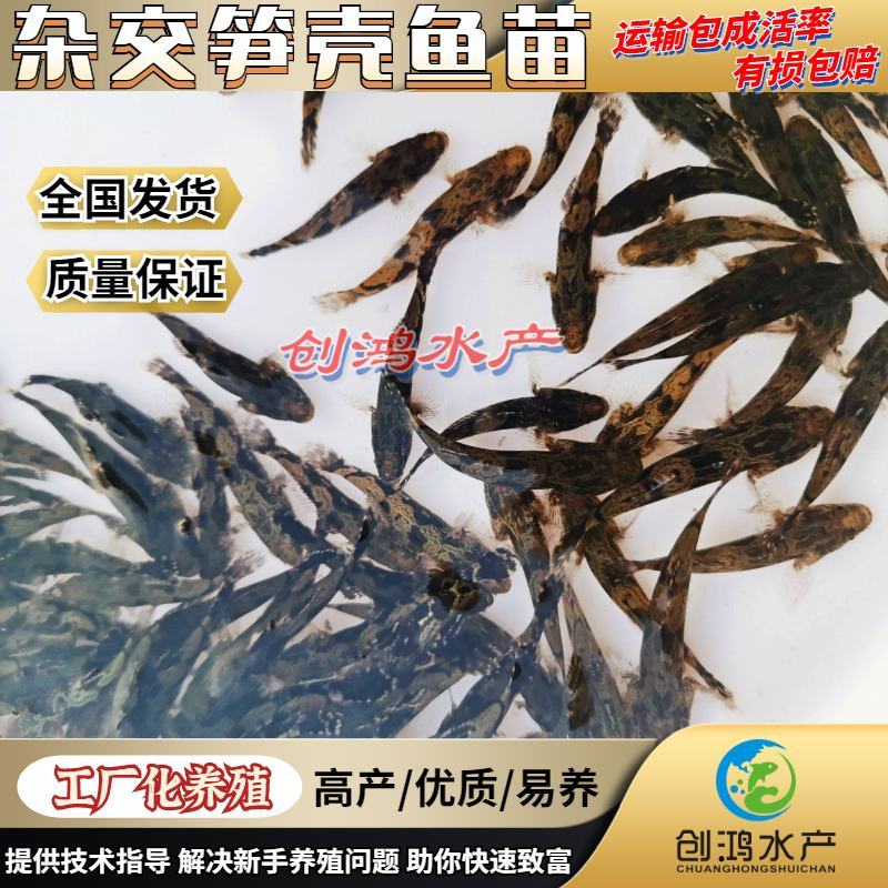 【基地直销】泰国笋壳鱼苗云斑尖塘鳢淡水养殖