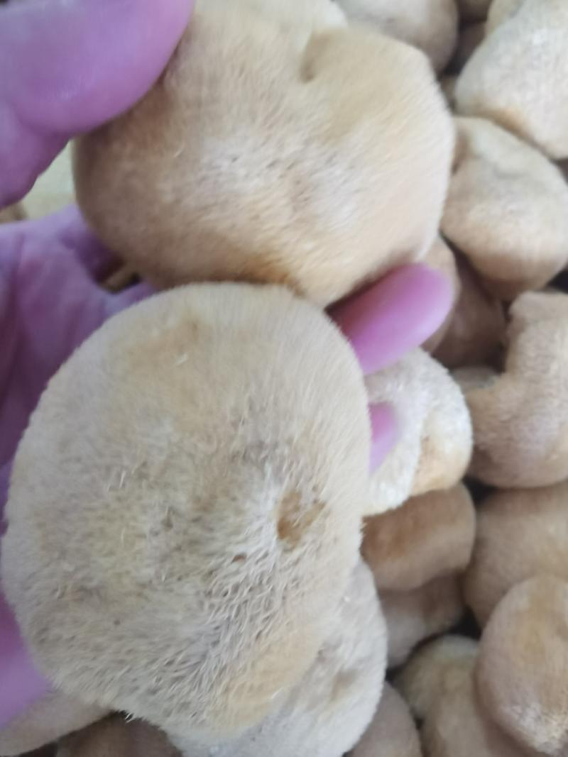 猴头菇大量批发欢迎光临本店，保质保量，量大从优，各种规格