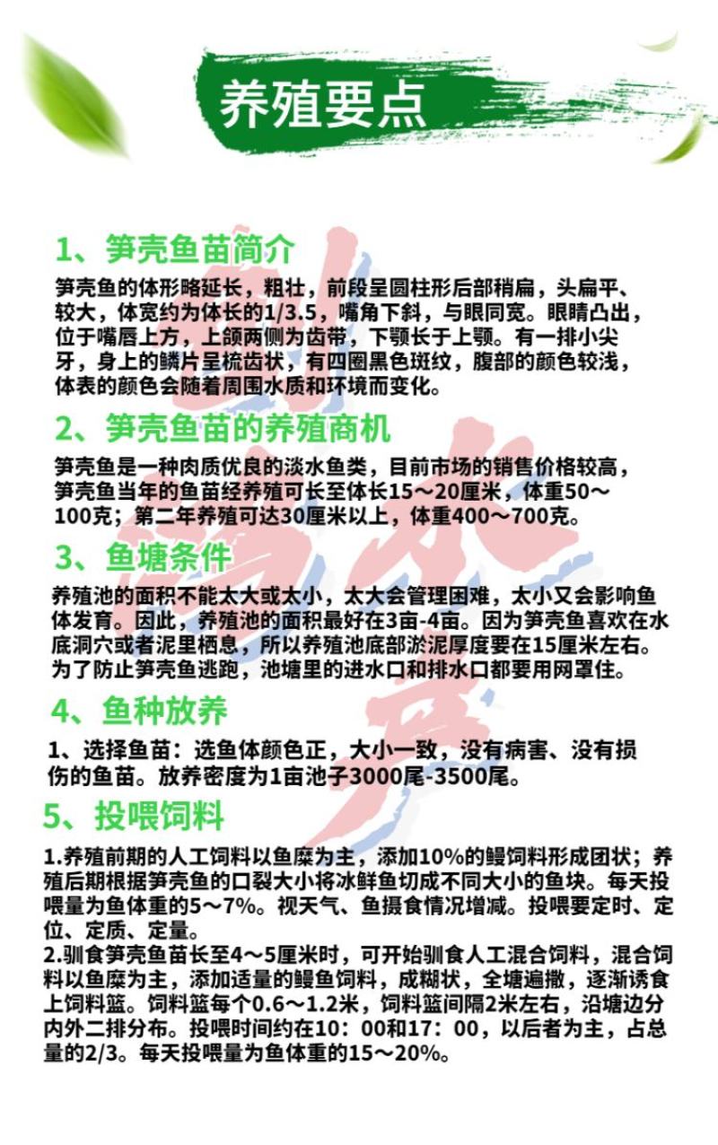 优质笋壳鱼苗泰国笋壳鱼苗杂交笋壳鱼苗淡水养殖
