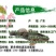 优质笋壳鱼苗泰国笋壳鱼苗杂交笋壳鱼苗淡水养殖