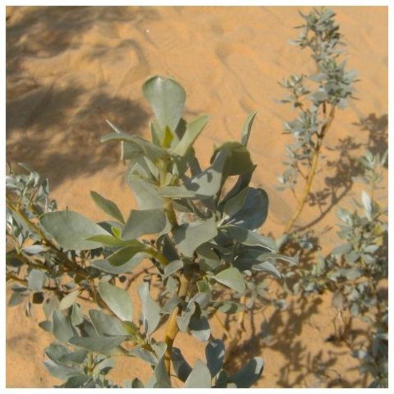 灌木种子沙冬青种子蒙古黄花木固沙保土沙生植物种籽