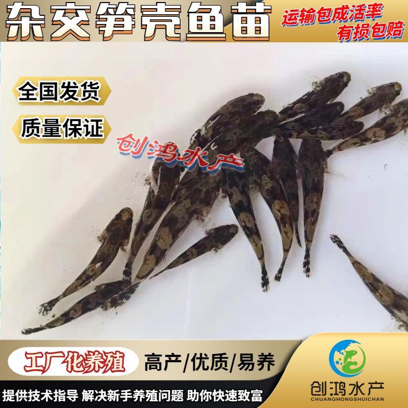 【淡水鱼苗】泰国笋壳鱼苗杂交笋壳鱼苗云斑尖塘鳢