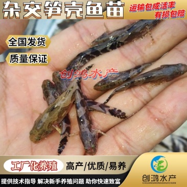 【淡水鱼苗】泰国笋壳鱼苗杂交笋壳鱼苗云斑尖塘鳢