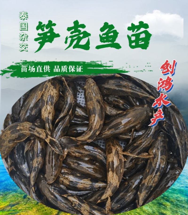 【淡水鱼苗】泰国笋壳鱼苗杂交笋壳鱼苗云斑尖塘鳢