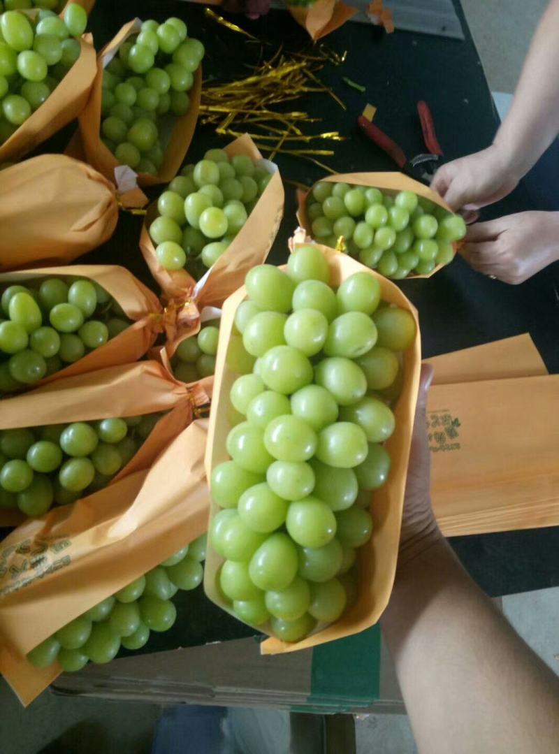 阳光玫瑰葡萄苗扦插苗保证苗子质量纯提供技术