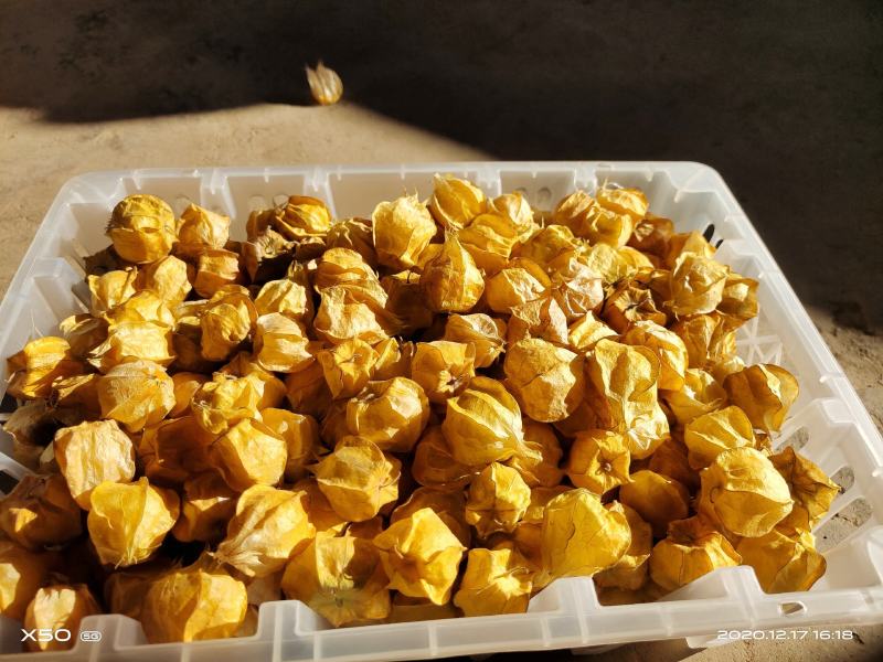 灯笼果，菇娘果一件代发供应所有平台渠道）
