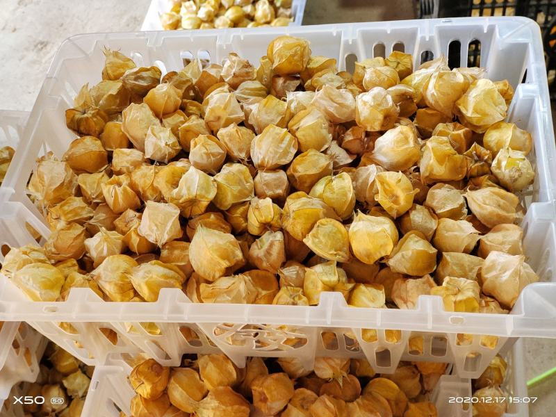 灯笼果，菇娘果一件代发供应所有平台渠道）