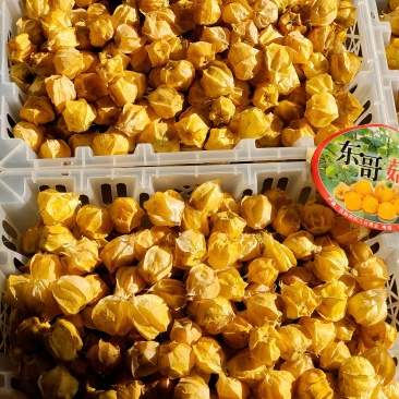 灯笼果，菇娘果一件代发供应所有平台渠道）