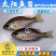 【淡水养殖】蓝腮太阳鱼苗杂交太阳鱼苗金边太阳鱼苗