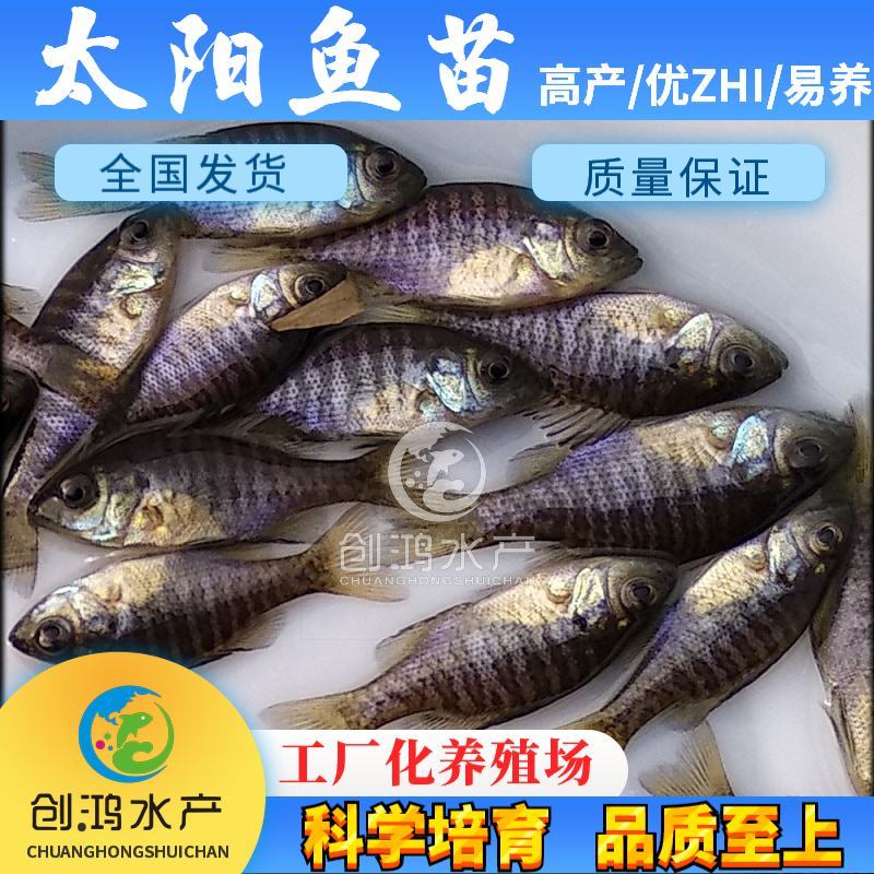 【淡水养殖】蓝腮太阳鱼苗杂交太阳鱼苗金边太阳鱼苗