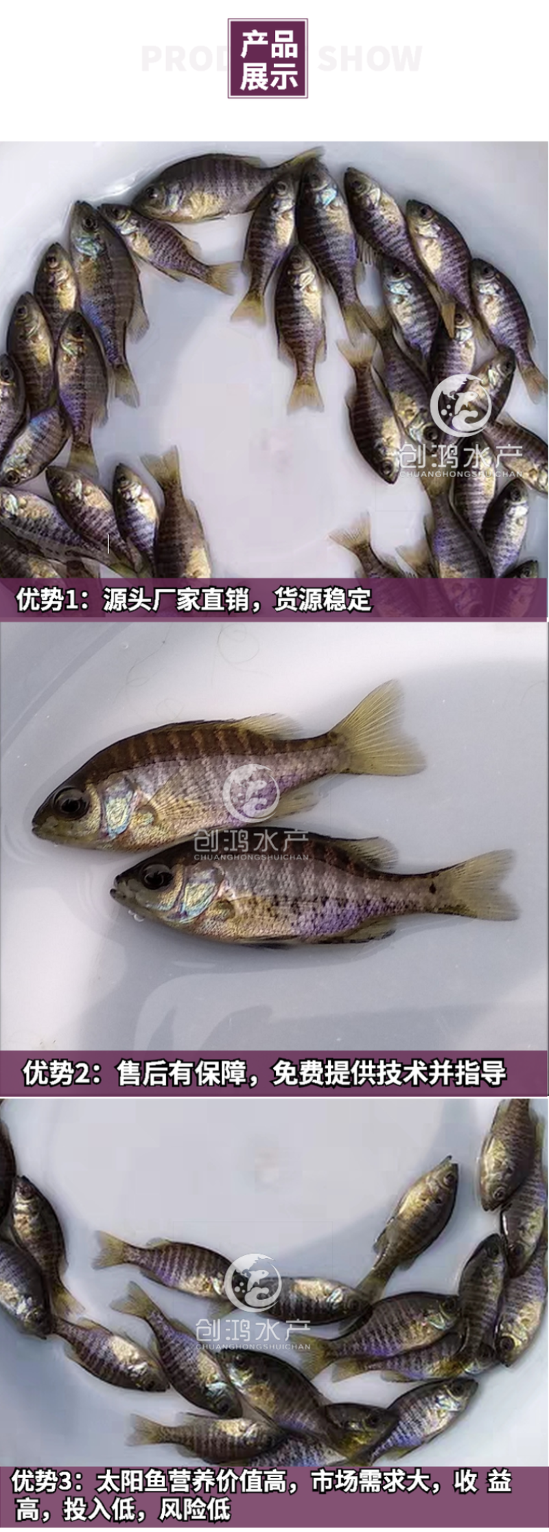 【淡水养殖】蓝腮太阳鱼苗杂交太阳鱼苗金边太阳鱼苗