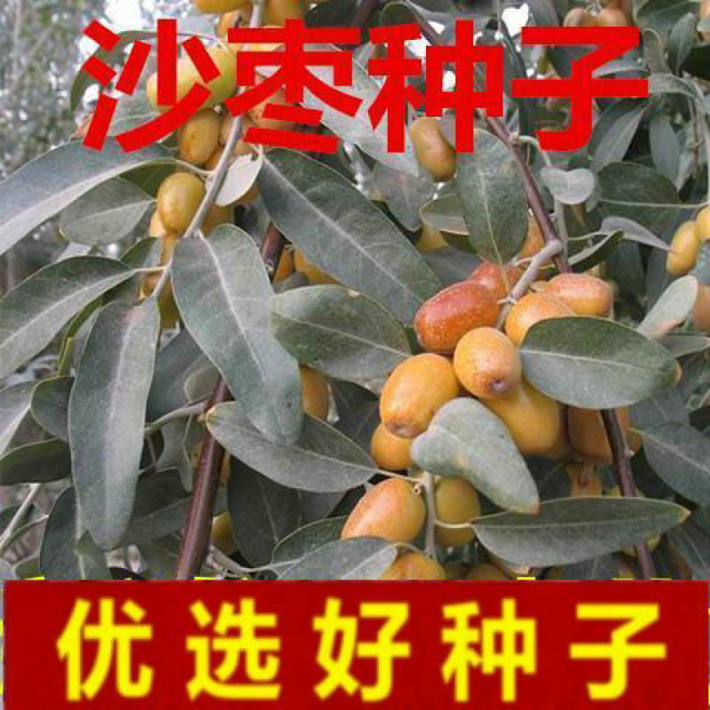 沙枣种子绿化抗旱固沙耐寒耐寒抗旱耐盐碱耐贫瘠林木种子沙枣