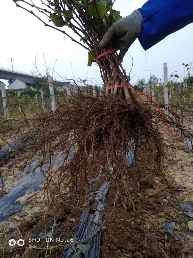 户太八号葡萄苗免费技术跟踪服务保证质量纯度成活率