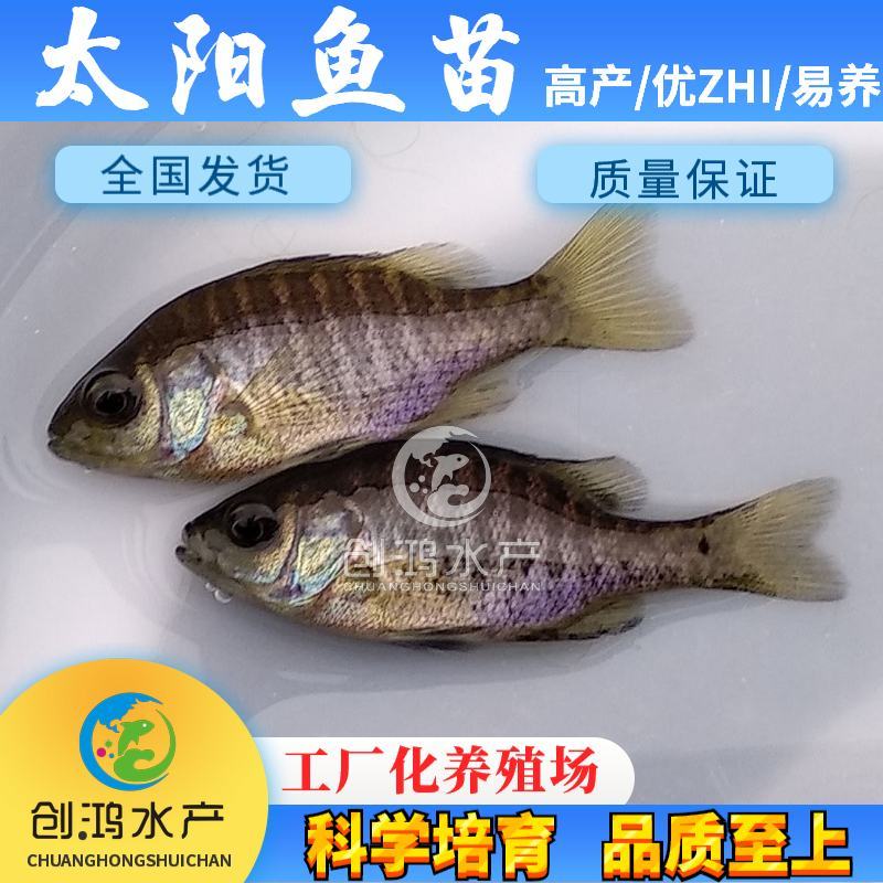 2023新苗蓝腮太阳鱼苗杂交太阳鱼苗高密度养殖品种