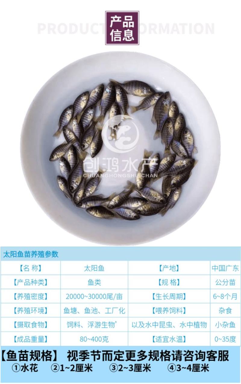 2023新苗蓝腮太阳鱼苗杂交太阳鱼苗高密度养殖品种