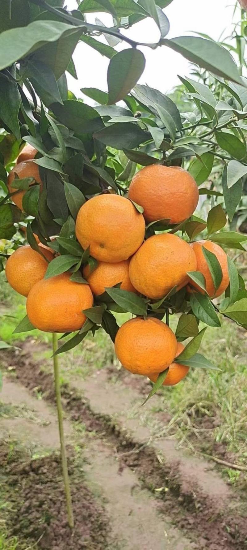 红美人橘爱媛28爱媛橙种植山区味甜多汁带箱5斤