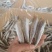 【一手货源】红头鱼红娘鱼咸鱼干小鱼干