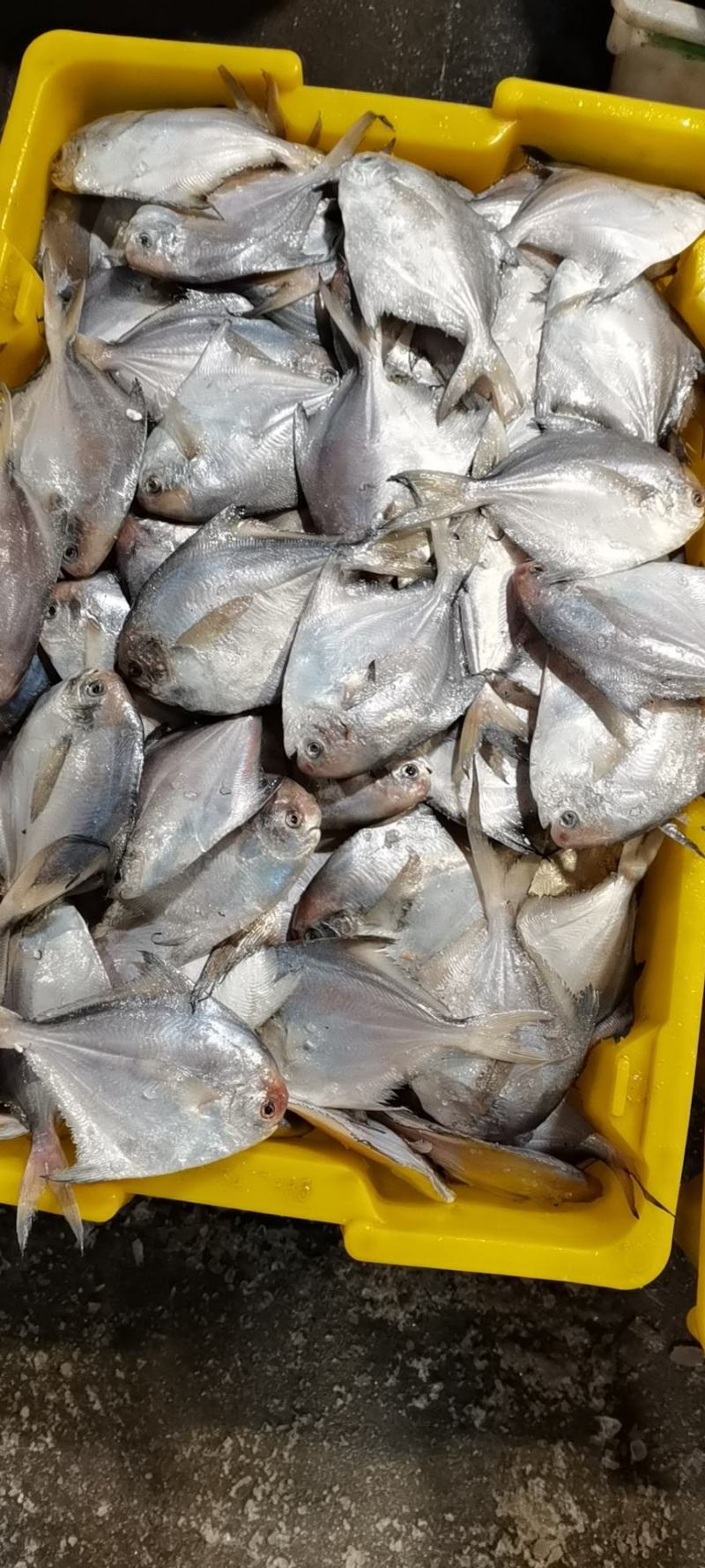 银鲳鱼也叫白鲳，肉质鲜美质量保证放心购。五斤装