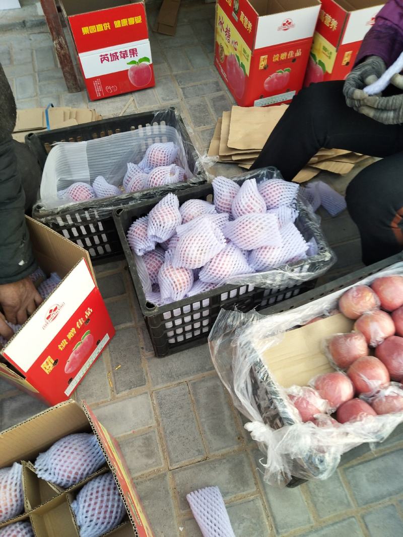 山西，运城市，芮城的高山纸十膜红富士苹果