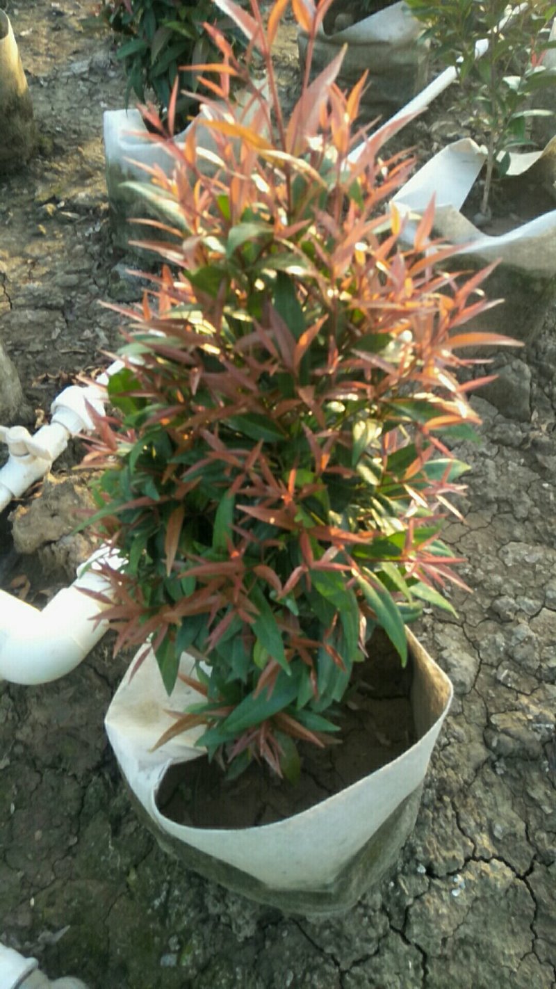 一手货源，产地直供，可视频看货，红车