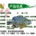 2023新苗蓝腮太阳鱼鱼苗杂交太阳鱼苗高密度养殖首先