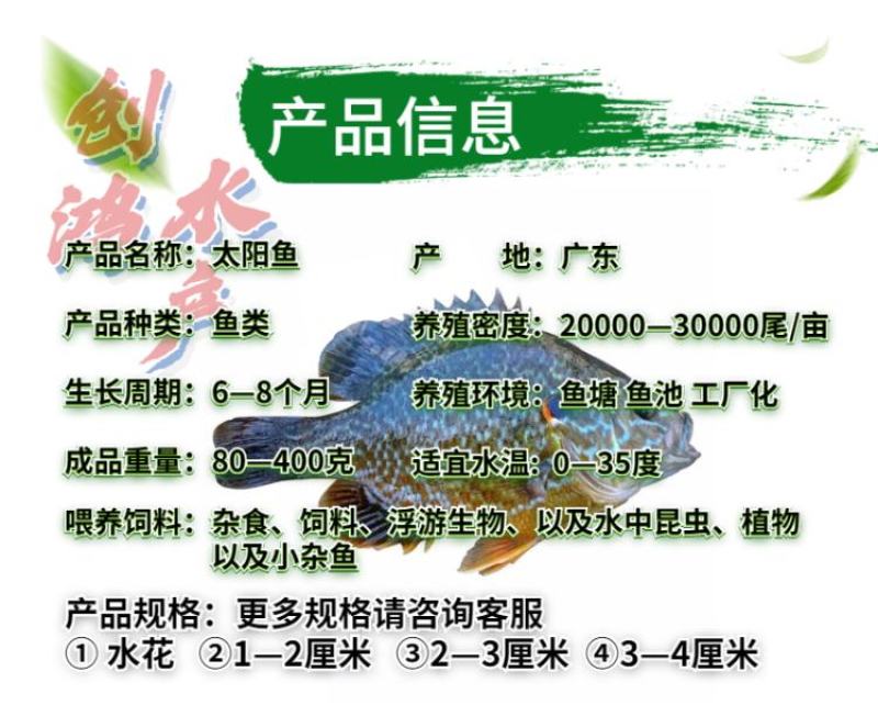 2023新苗蓝腮太阳鱼鱼苗杂交太阳鱼苗高密度养殖首先