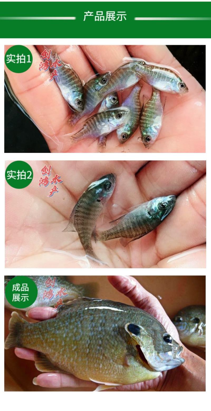 2023新苗蓝腮太阳鱼鱼苗杂交太阳鱼苗高密度养殖首先