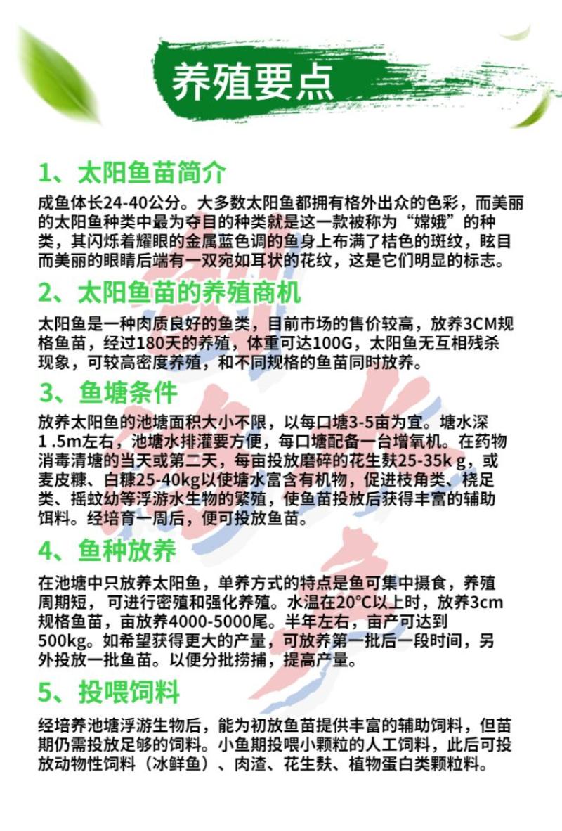 2023新苗蓝腮太阳鱼苗杂交太阳鱼苗金边太阳鱼苗