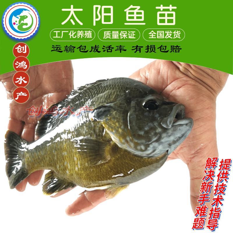 2023年新苗蓝腮太阳鱼苗杂交太阳鱼苗苗场直供