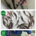 优质鸭嘴鱼苗鸭嘴鲟鱼苗美国匙吻鲟鱼苗淡水养殖