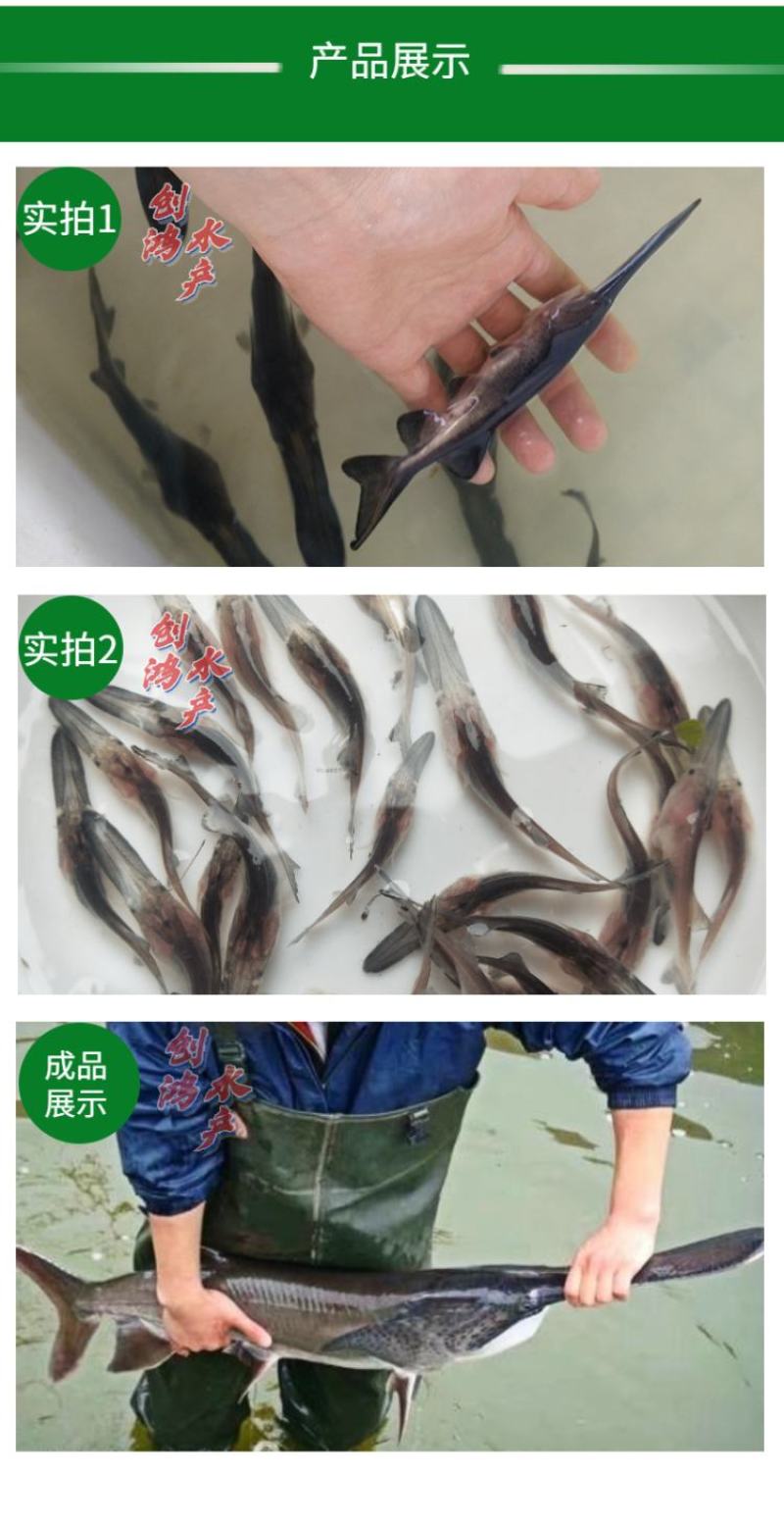 优质鸭嘴鱼苗鸭嘴鲟鱼苗美国匙吻鲟鱼苗淡水养殖