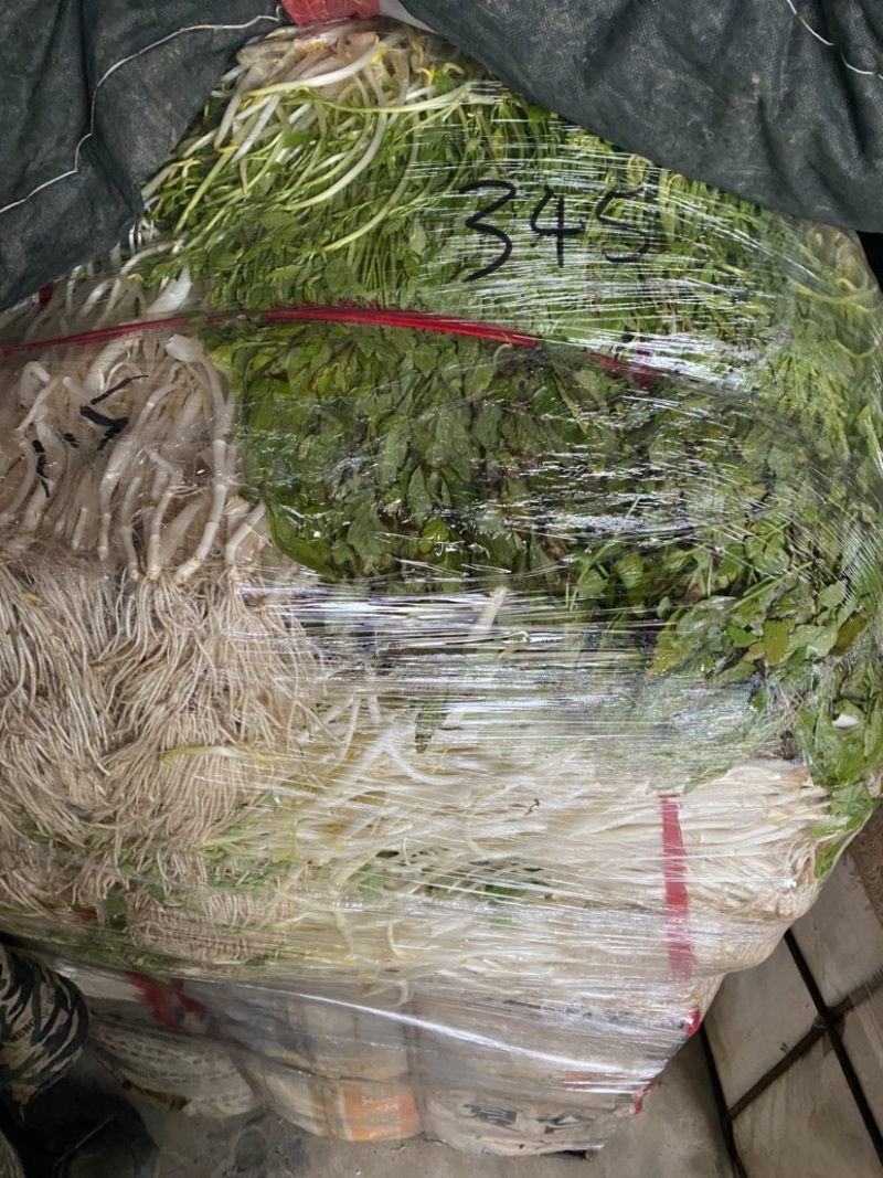 芹芽，芹菜，水芹，芹芽芹芽芹芽