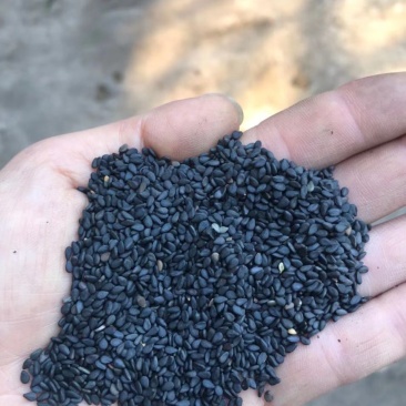 越南进口黑芝麻质量好价格合理有需要的微我