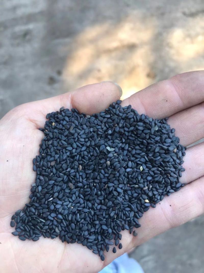 越南进口黑芝麻质量好价格合理有需要的微我